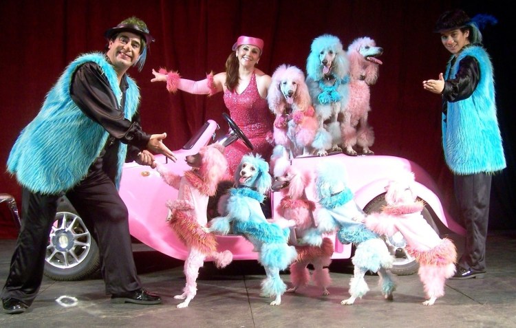 Цирковой пудель