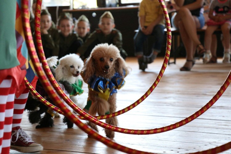 Маленькие цирковые собачки