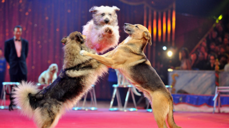 Дрессированные Пудели цирк