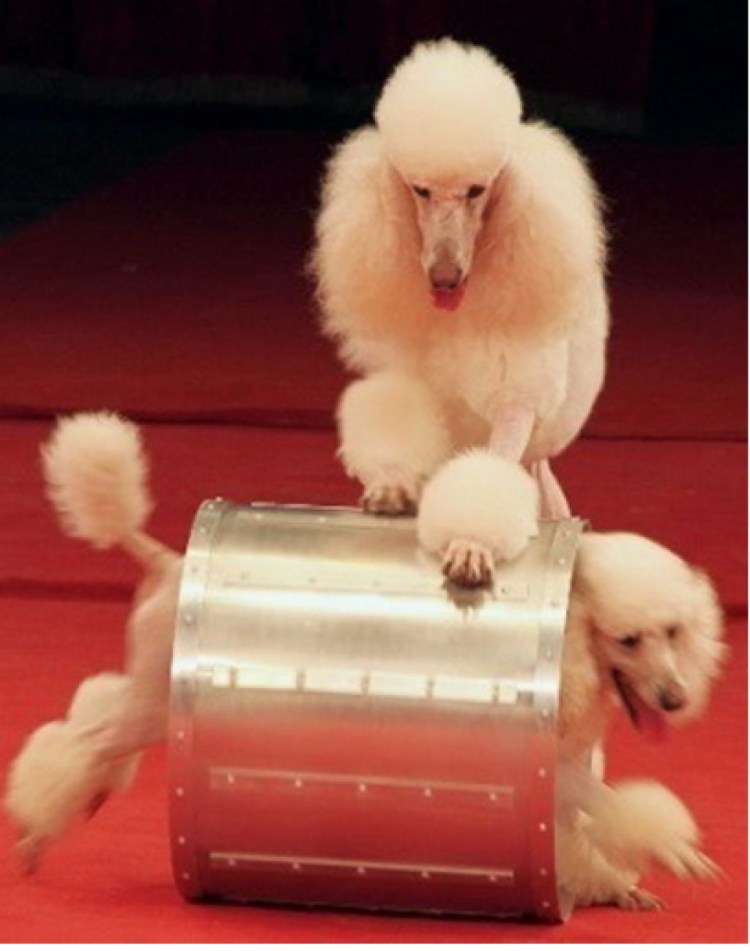 Цирк белый пудель