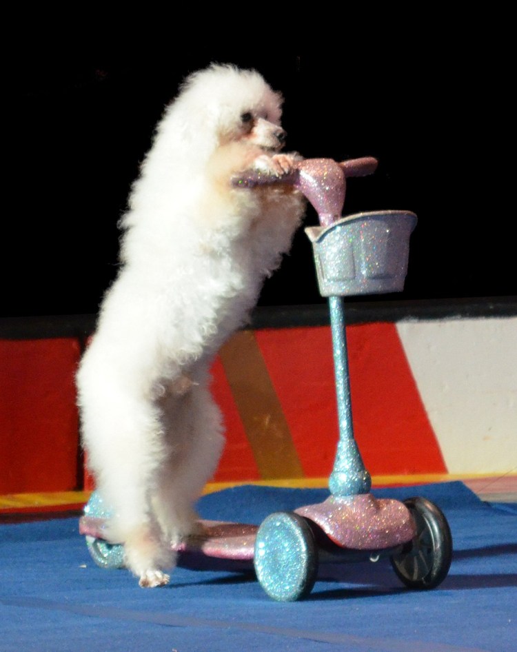 Цирковой пудель черный