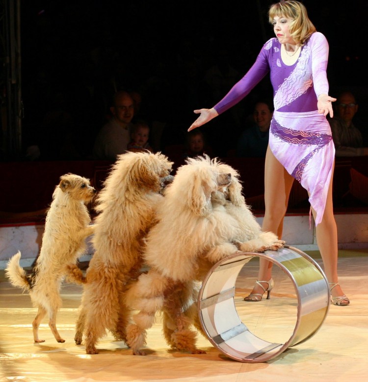 Цирковые Пудели Карликовые