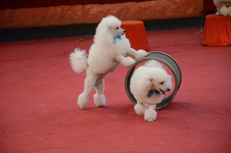 Цирковые Королевский пудель