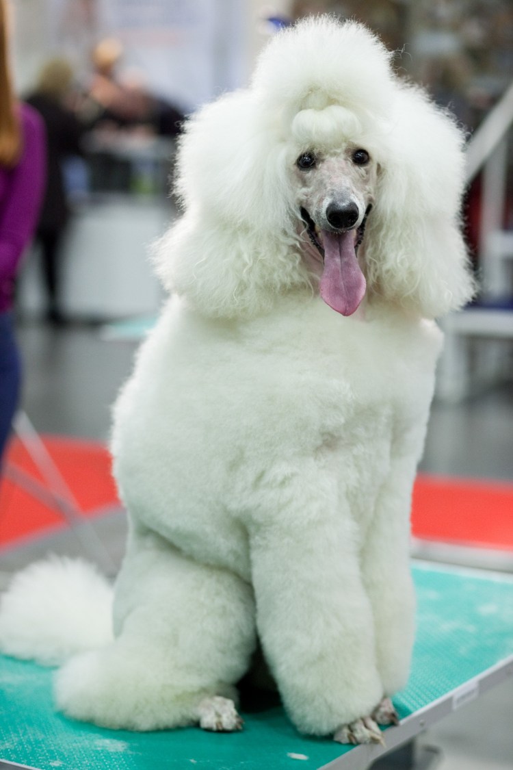 Цирковые Королевский пудель