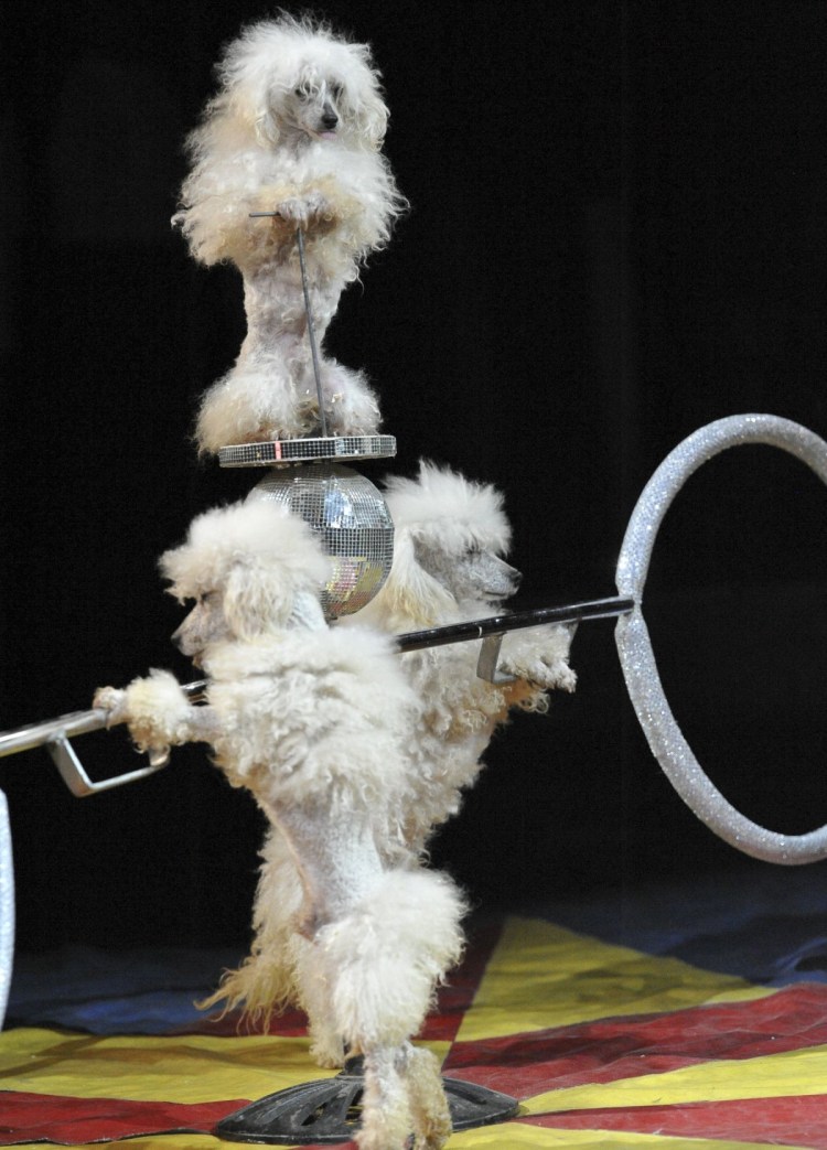 Цирковой пудель