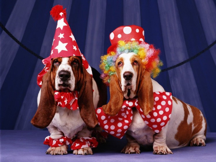 Пудель Артур