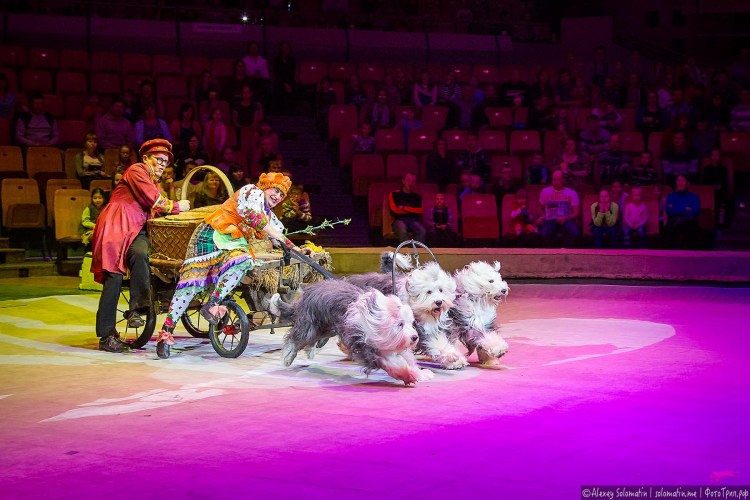 Цирковые собаки