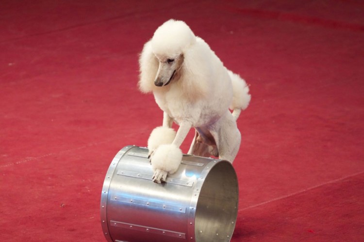 Дрессировщик в цирке