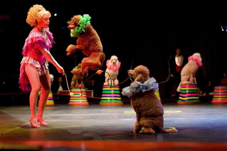 Карликовый пудель в цирке