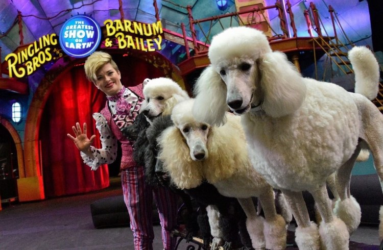 Цирковой пудель