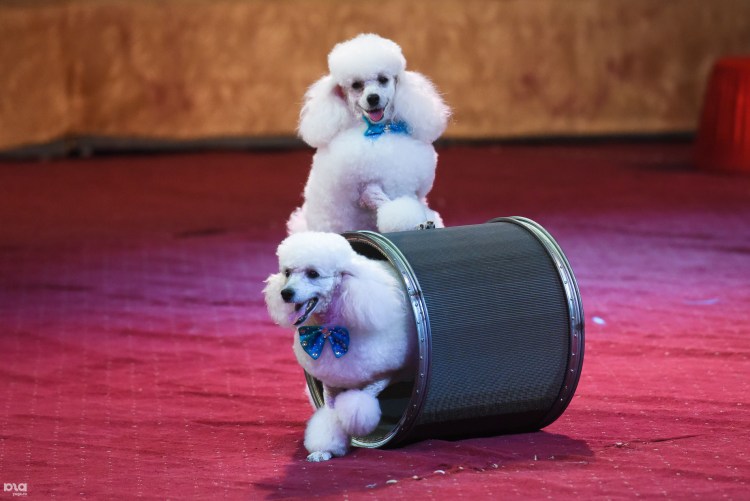 Цирк белый пудель