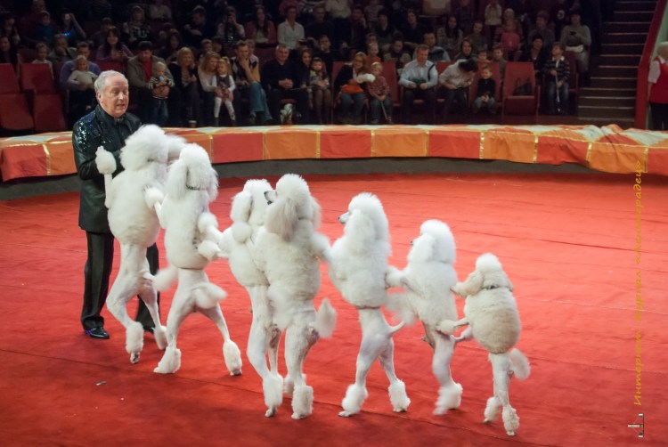 Пудель артист