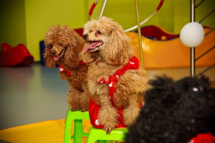 Цирковые собачки