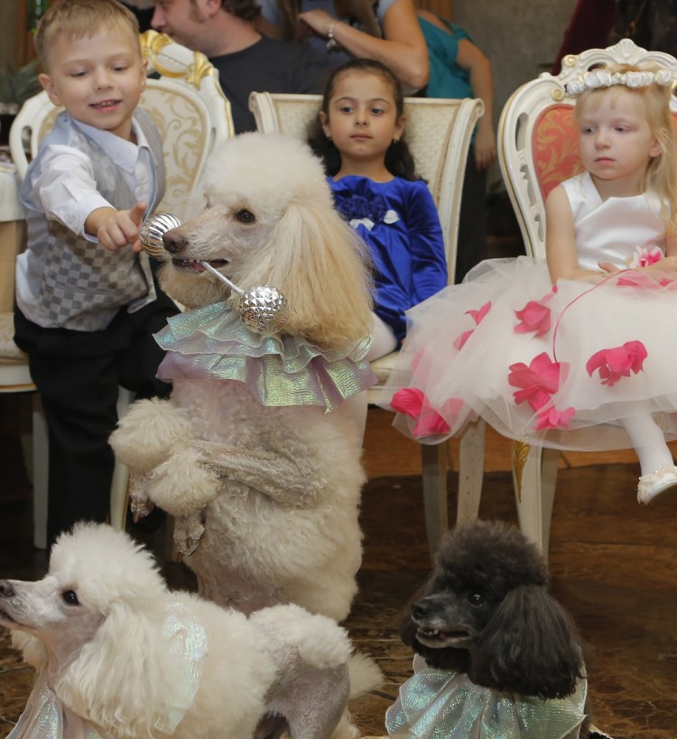 Дрессированные Пудели в гостях в летнем лагере