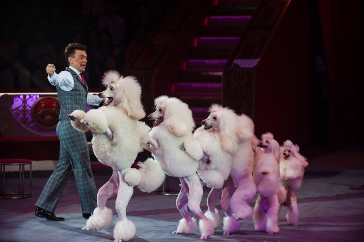 Дрессировщица собак