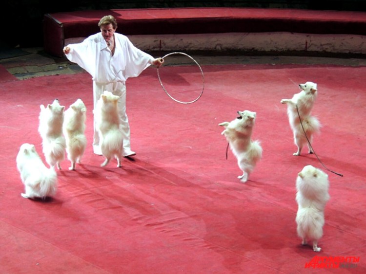 Большой Королевский пудель выставочный