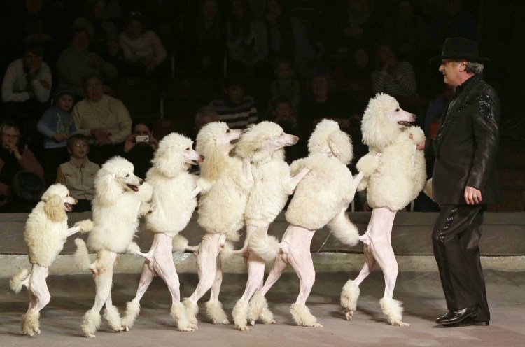 Цирковой пудель