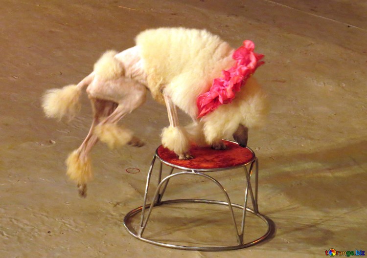 Карликовый пудель в цирке