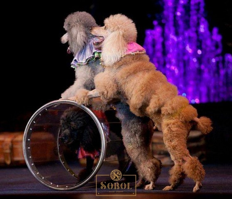 Цирковые собаки