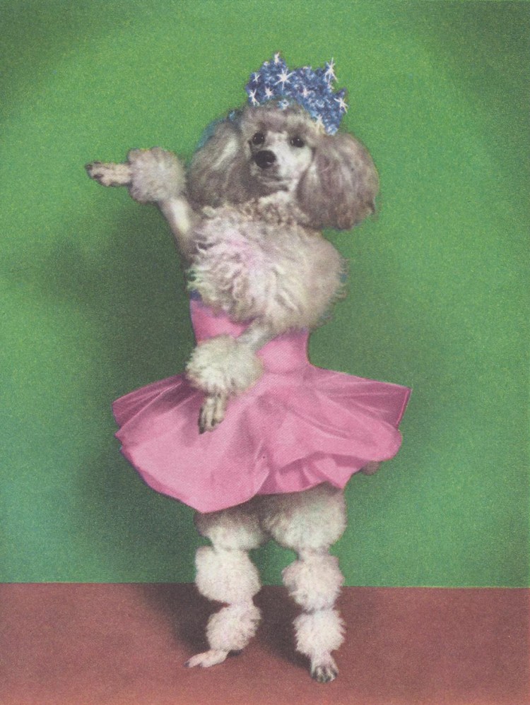 Цирковые собаки