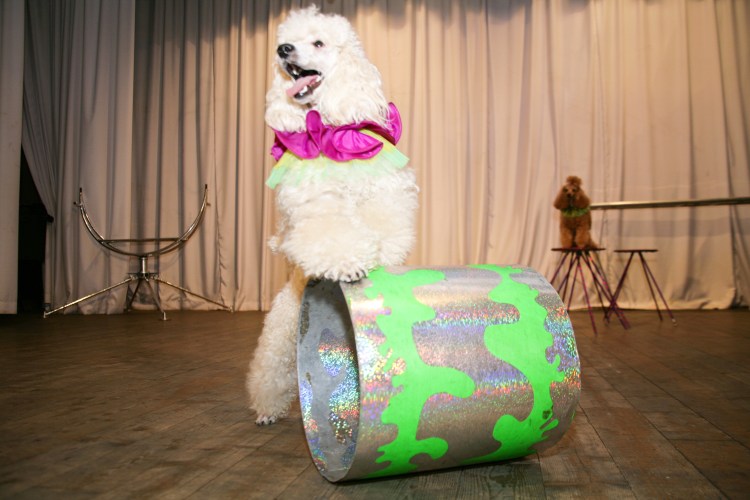 Дрессированные собаки в цирке