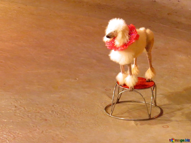 Цирковые Королевский пудель