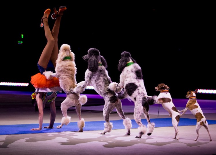 Цирковые Пудели Карликовые