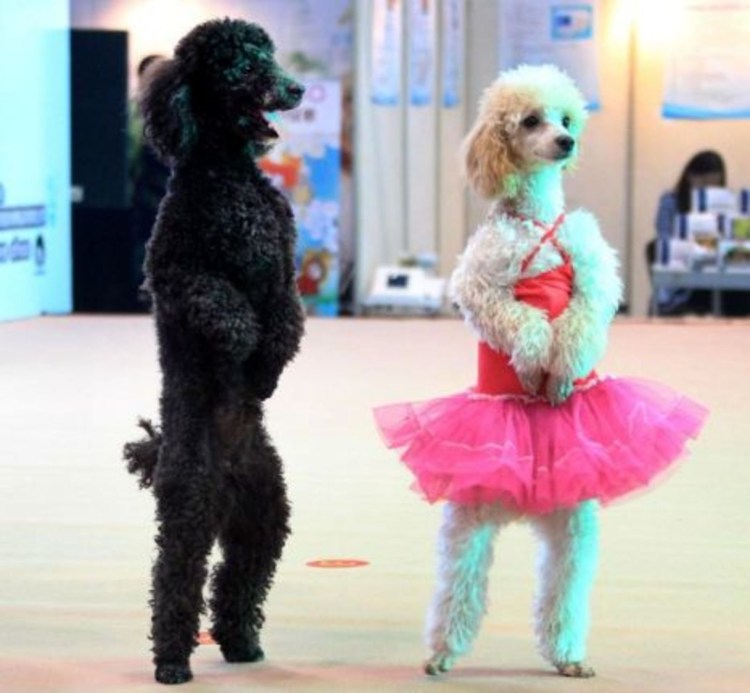 Пудель танцует