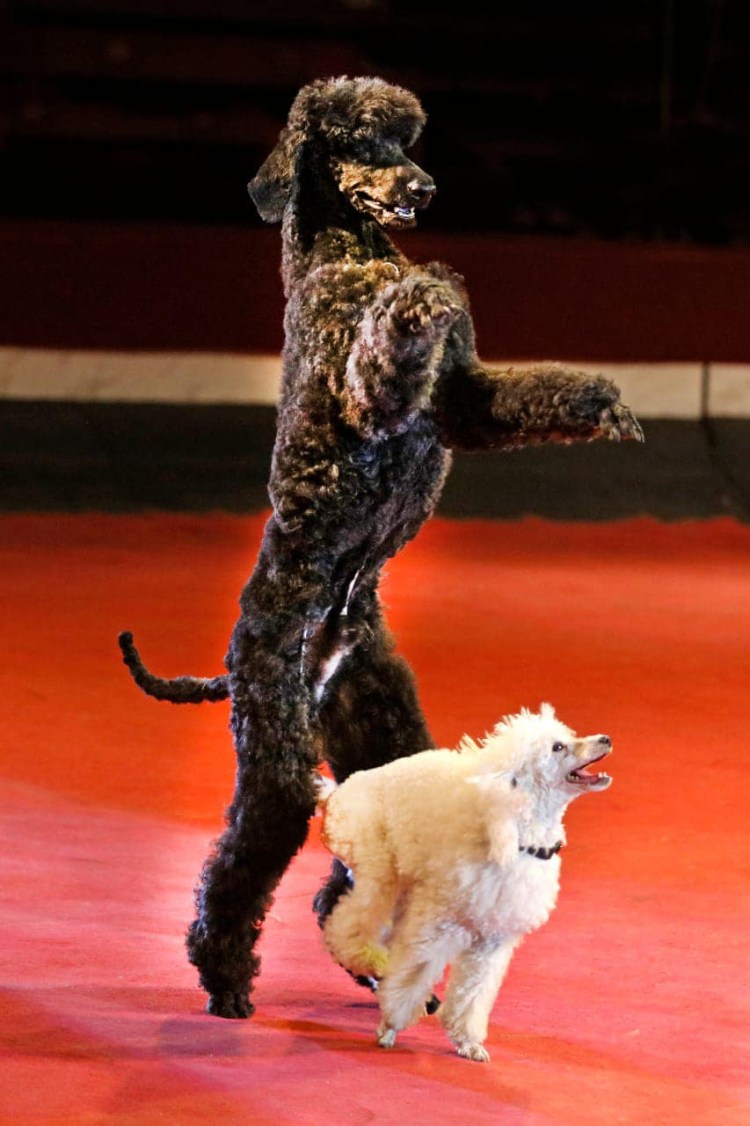 Цирковые собаки