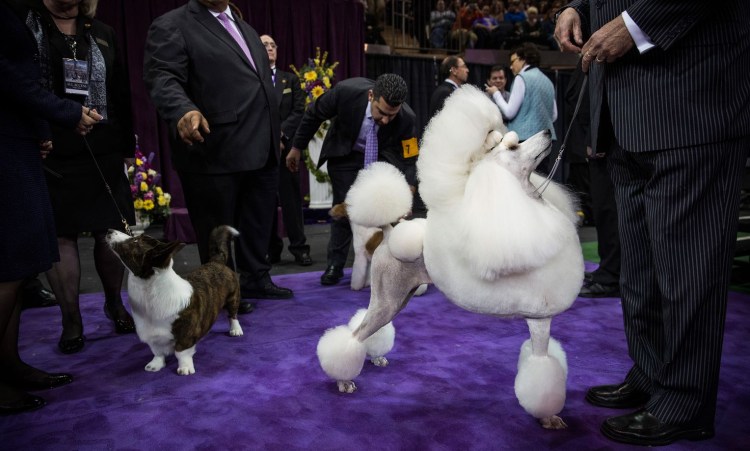 Цирк номер с собаками