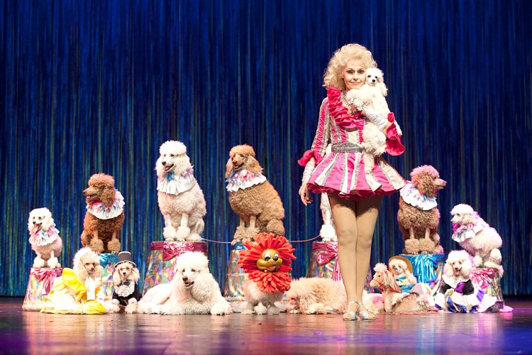 Цирковые собачки знают цифры