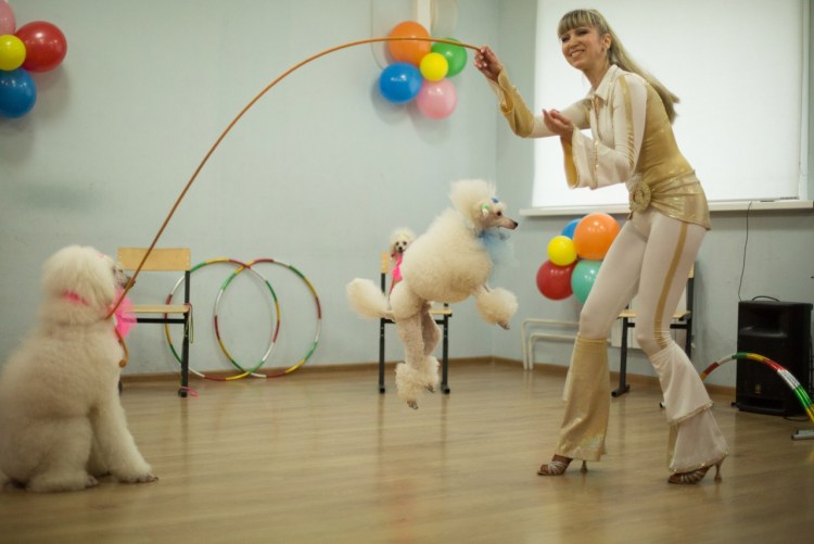 Цирковые собаки