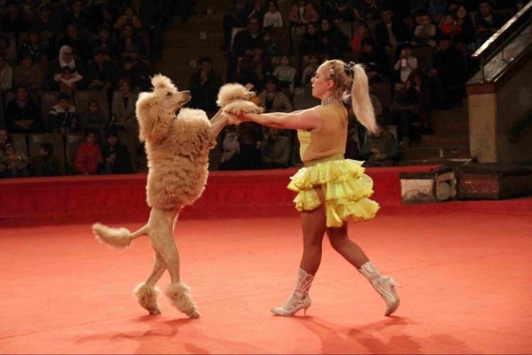 Собаки в цирке