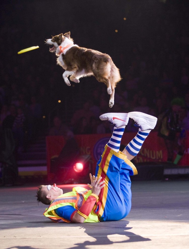 Цирковые собаки