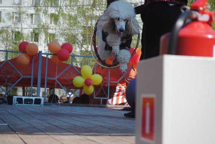 Цирковые собаки