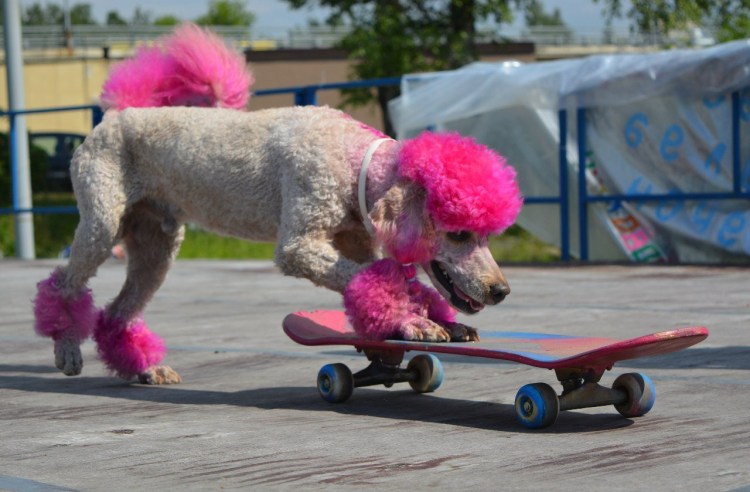 Королевский пудель в цирке
