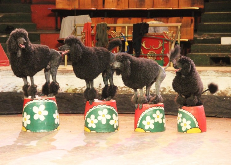 Выступление пуделей цирк