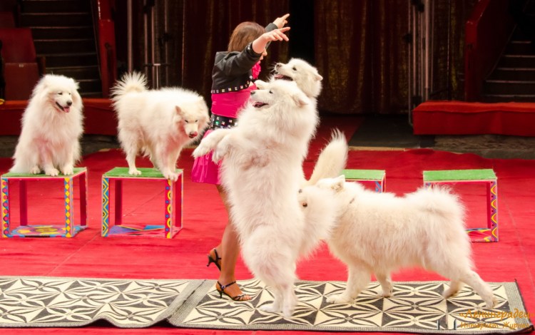 Шоу с пуделями