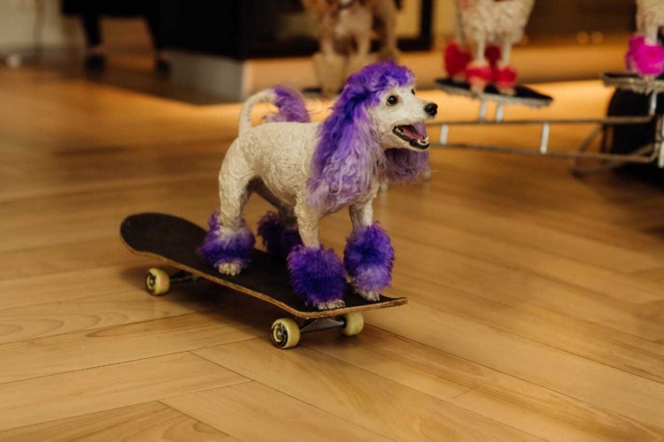 Той Пудели в цирке