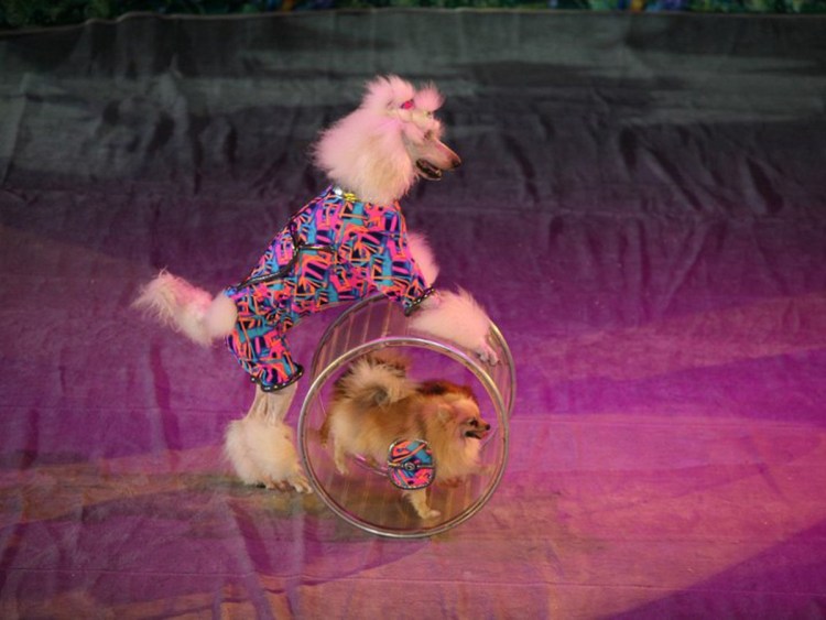 Дрессированные собаки в цирке