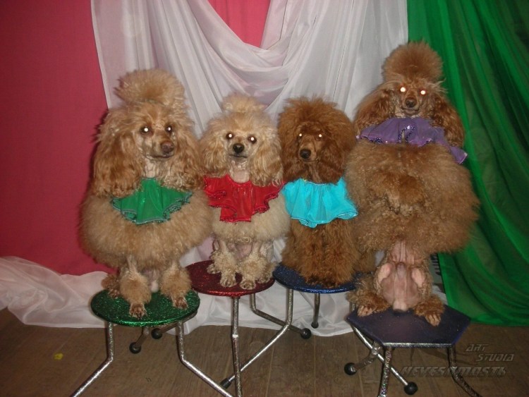 Цирковые собачки