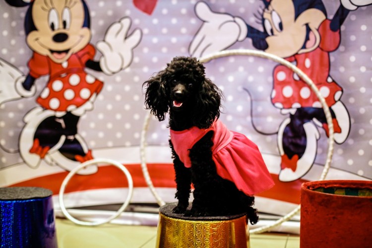 Декоративные собаки в цирке