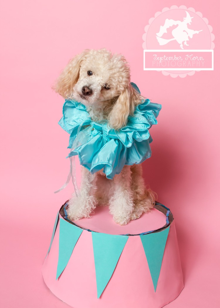 Цирковые собачки