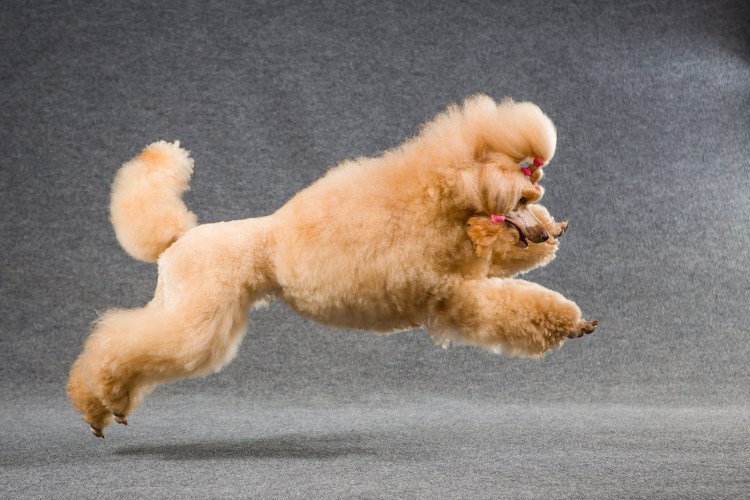 Собачий цирк