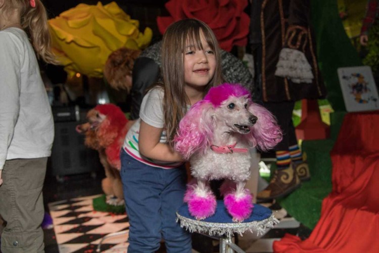 Пудель на арене цирка