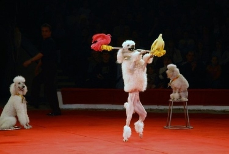 Цирковые собаки