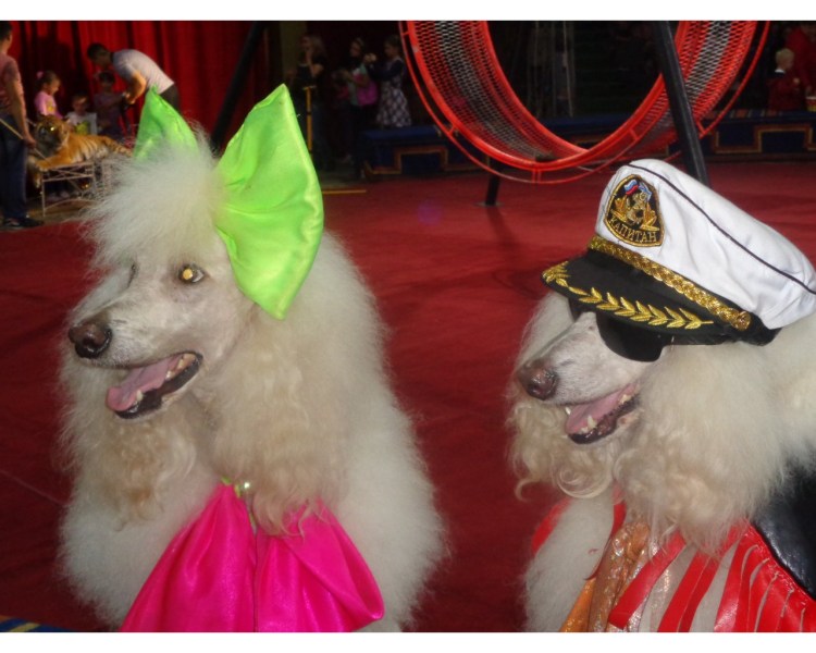 Дрессированные животные на праздник artist