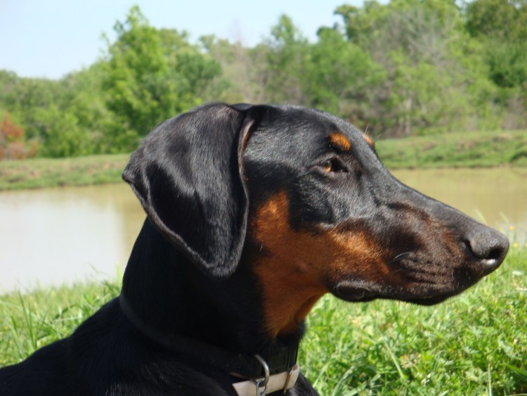 Доберман некупированный