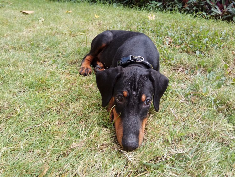 Доберман некупированный