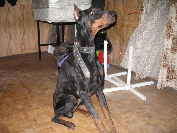 Не купирование Доберман